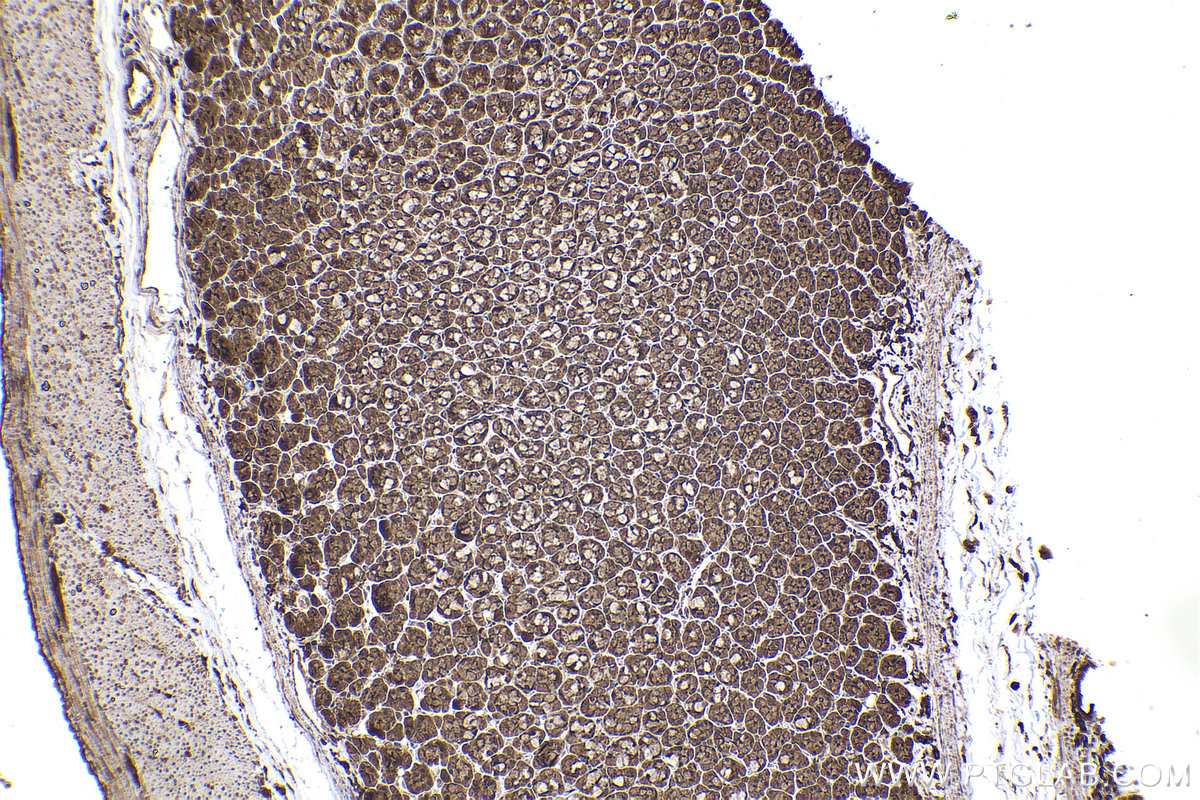 Immunohistochemical analysis of paraffin-embedded rat stomach tissue slide using KHC2280 (CAPZA2 IHC Kit).