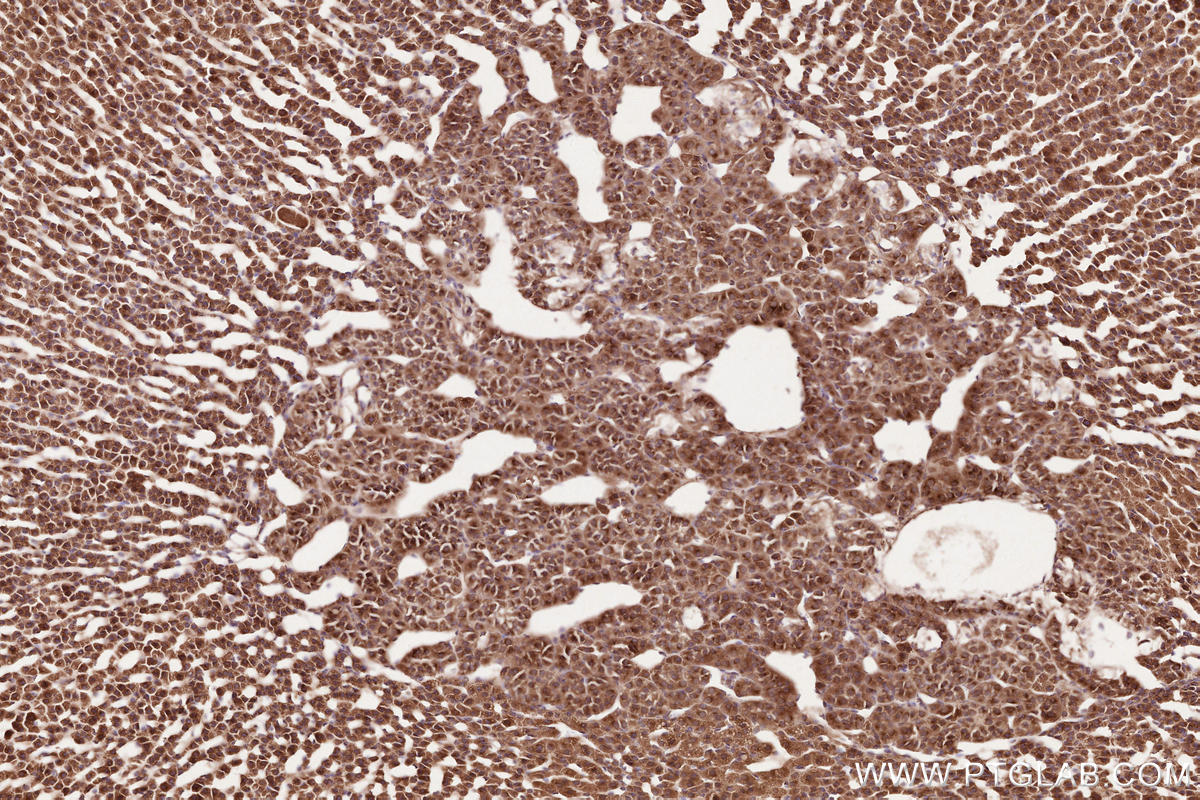 Immunohistochemical analysis of paraffin-embedded rat adrenal gland tissue slide using KHC2538 (CCDC93 IHC Kit).