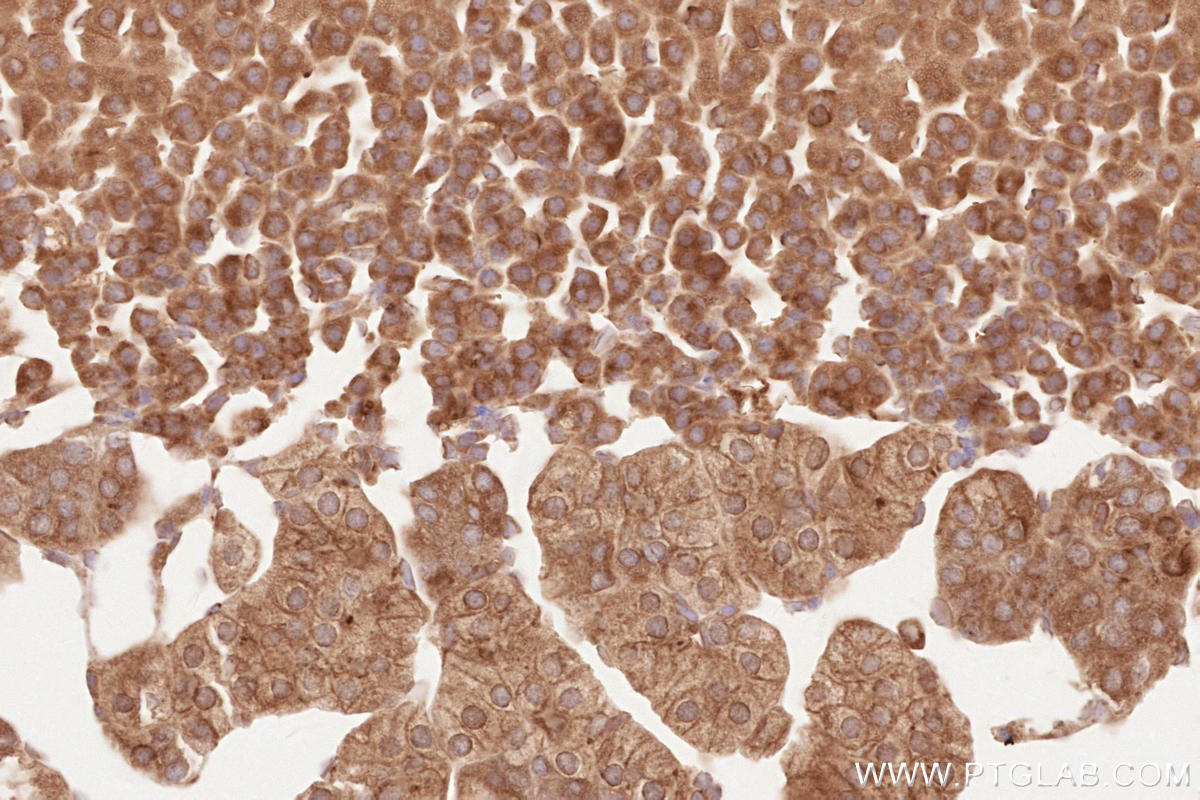 Immunohistochemical analysis of paraffin-embedded mouse adrenal gland tissue slide using KHC2520 (CDC37 IHC Kit).