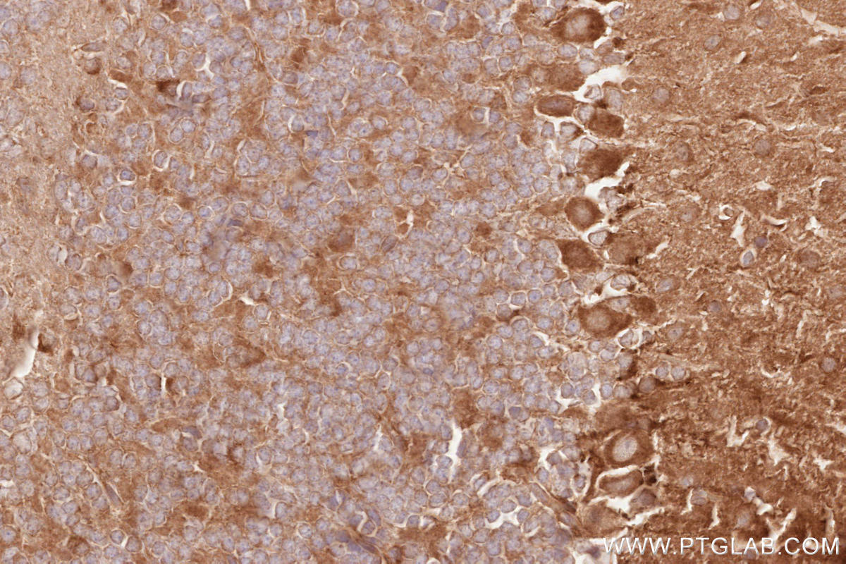 Immunohistochemical analysis of paraffin-embedded mouse cerebellum tissue slide using KHC2520 (CDC37 IHC Kit).