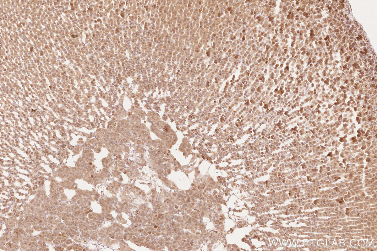 Immunohistochemical analysis of paraffin-embedded rat adrenal gland tissue slide using KHC2520 (CDC37 IHC Kit).