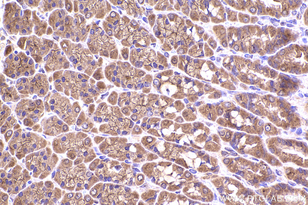 Immunohistochemical analysis of paraffin-embedded rat stomach tissue slide using KHC2336 (CDC42 IHC Kit).