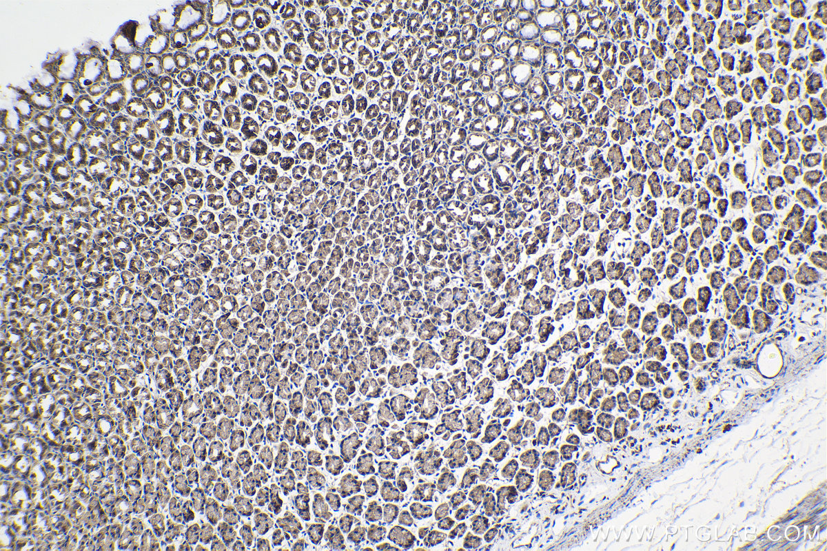Immunohistochemical analysis of paraffin-embedded rat stomach tissue slide using KHC2068 (CETN3 IHC Kit).