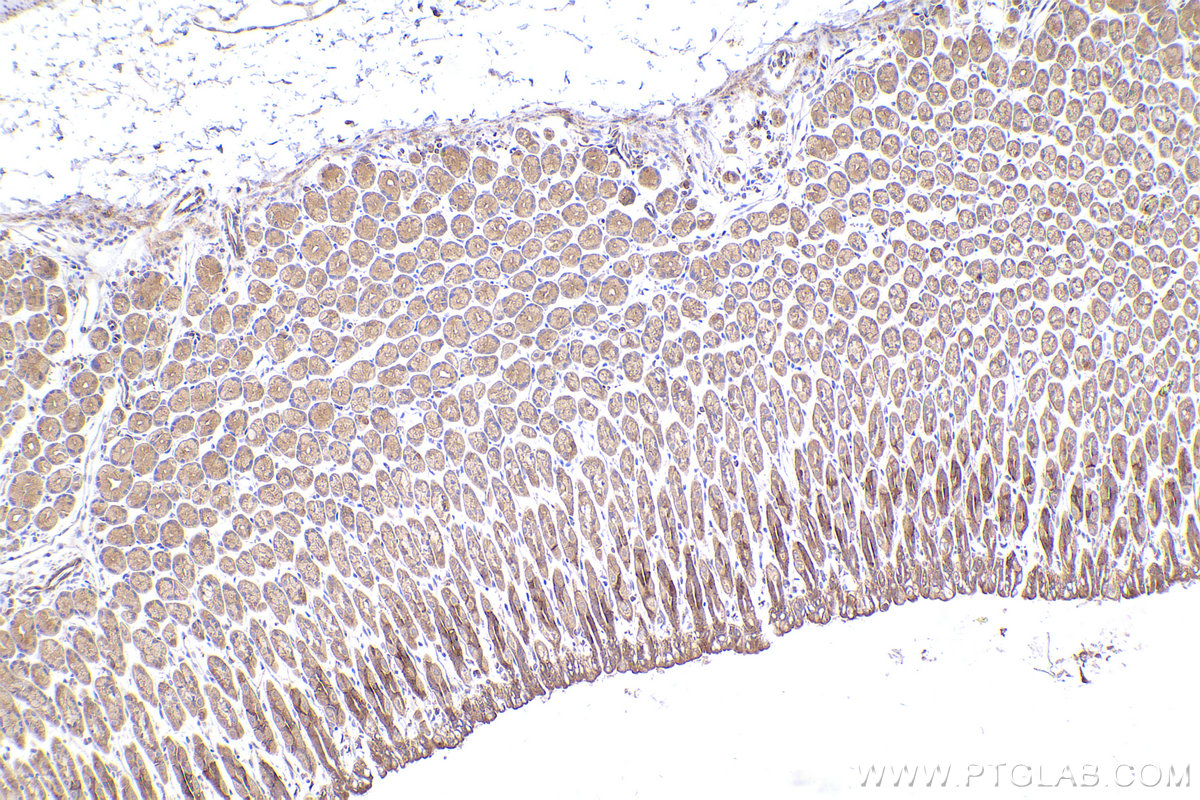 Immunohistochemical analysis of paraffin-embedded mouse stomach tissue slide using KHC2444 (CKAP5/Ch-TOG IHC Kit).