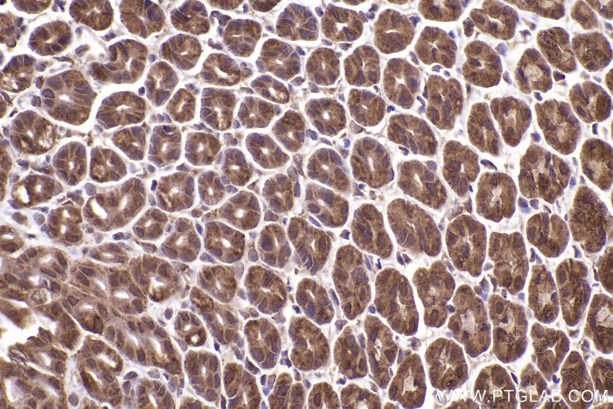 Immunohistochemical analysis of paraffin-embedded mouse stomach tissue slide using KHC2463 (CLINT1 IHC Kit).