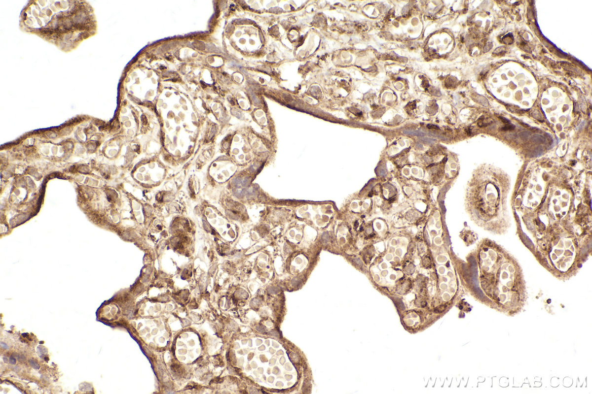 Immunohistochemical analysis of paraffin-embedded human placenta tissue slide using KHC2463 (CLINT1 IHC Kit).