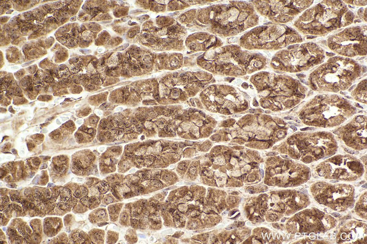 Immunohistochemical analysis of paraffin-embedded rat stomach tissue slide using KHC2463 (CLINT1 IHC Kit).