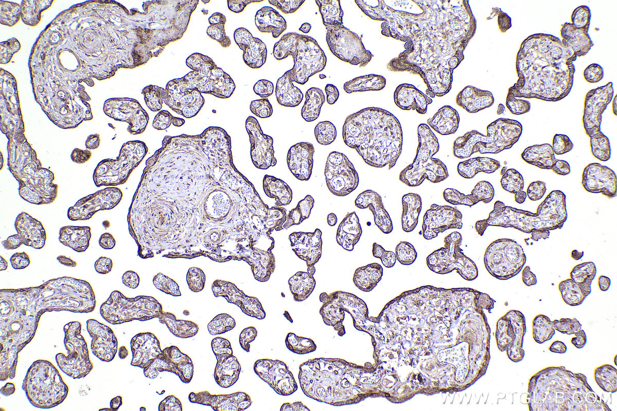 Immunohistochemical analysis of paraffin-embedded human placenta tissue slide using KHC2230 (CLIP1 IHC Kit).