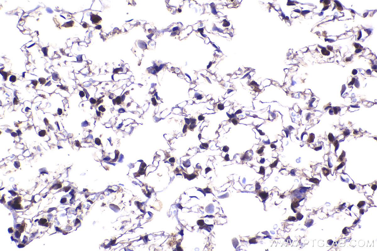 Immunohistochemical analysis of paraffin-embedded rat lung tissue slide using KHC2323 (CLNS1A IHC Kit).