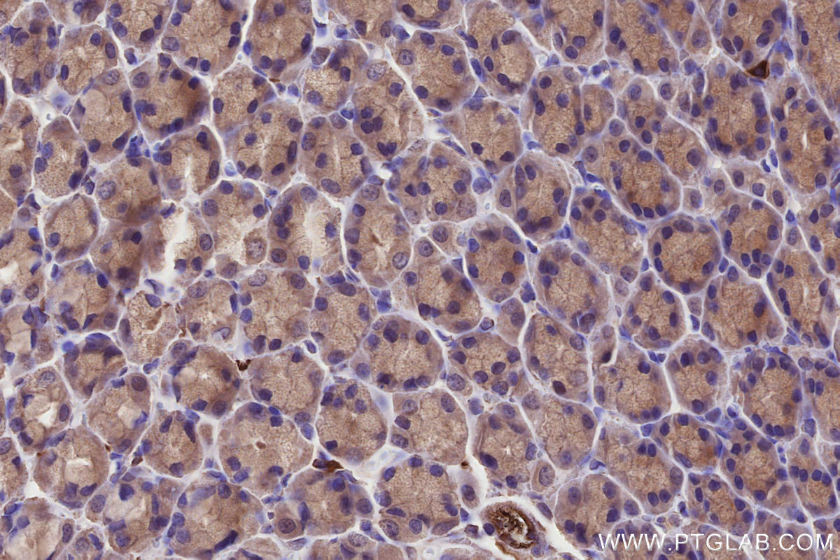 Immunohistochemical analysis of paraffin-embedded rat stomach tissue slide using KHC2667 (CNTROB IHC Kit).