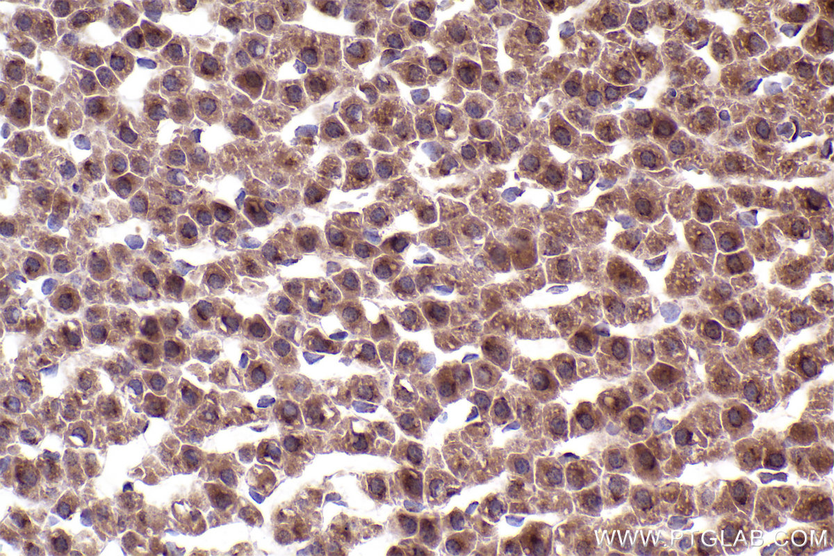 Immunohistochemical analysis of paraffin-embedded rat adrenal gland tissue slide using KHC2371 (COG7 IHC Kit).