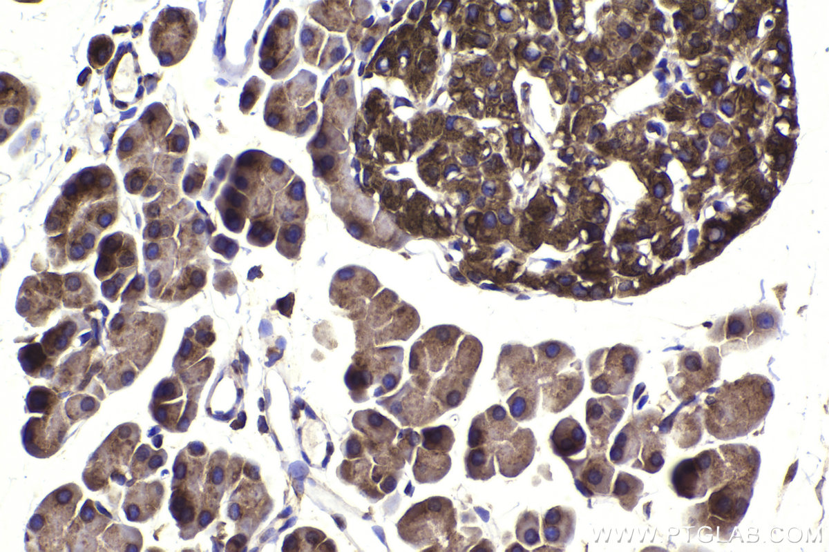 Immunohistochemical analysis of paraffin-embedded rat pancreas tissue slide using KHC2316 (COPA IHC Kit).