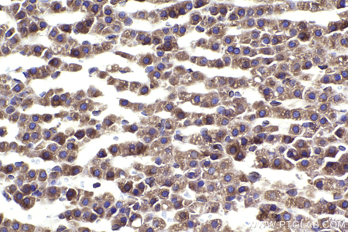 Immunohistochemical analysis of paraffin-embedded rat adrenal gland tissue slide using KHC2316 (COPA IHC Kit).