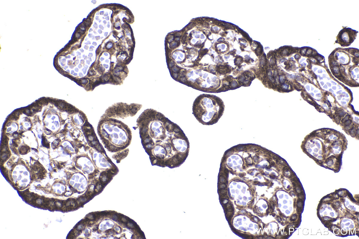 Immunohistochemical analysis of paraffin-embedded human placenta tissue slide using KHC2247 (COPB2 IHC Kit).