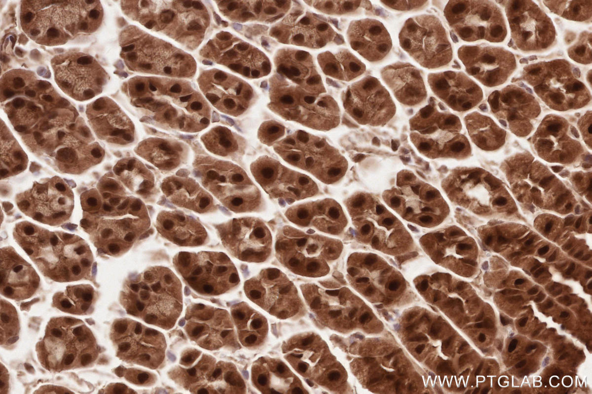 Immunohistochemical analysis of paraffin-embedded mouse stomach tissue slide using KHC2614 (COPS6 IHC Kit).