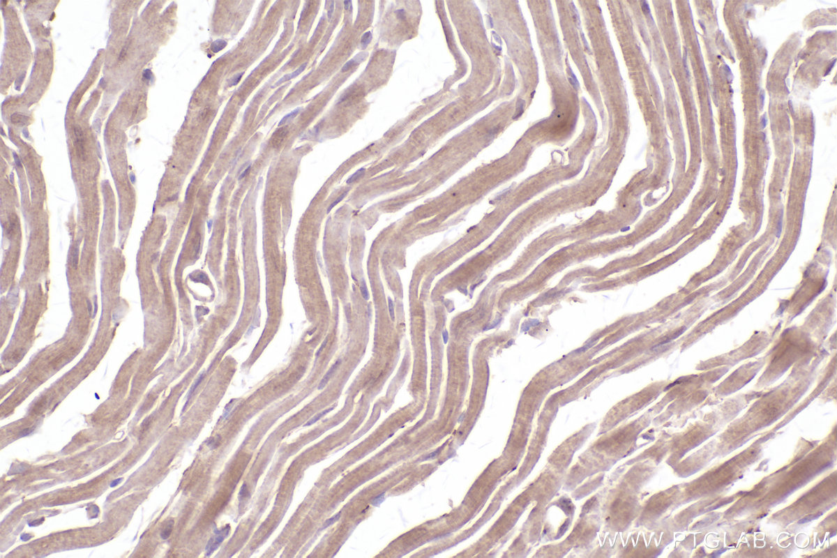 Immunohistochemical analysis of paraffin-embedded mouse heart tissue slide using KHC2530 (CRY2 IHC Kit).