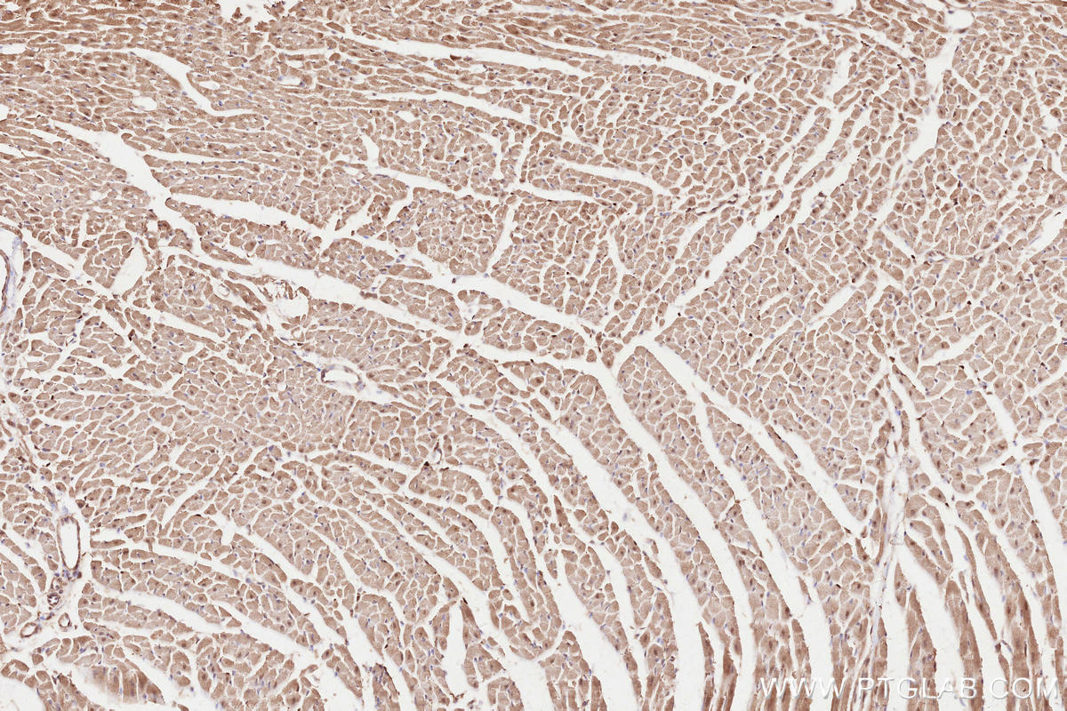 Immunohistochemical analysis of paraffin-embedded rat heart tissue slide using KHC2530 (CRY2 IHC Kit).