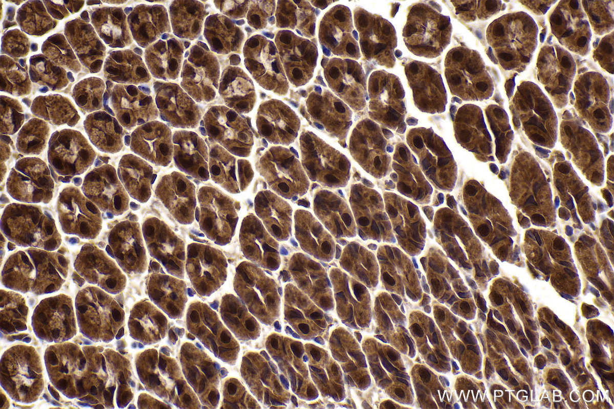 Immunohistochemical analysis of paraffin-embedded mouse stomach tissue slide using KHC2437 (CUL2 IHC Kit).