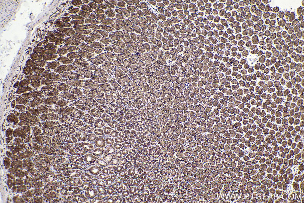 Immunohistochemical analysis of paraffin-embedded rat stomach tissue slide using KHC2437 (CUL2 IHC Kit).