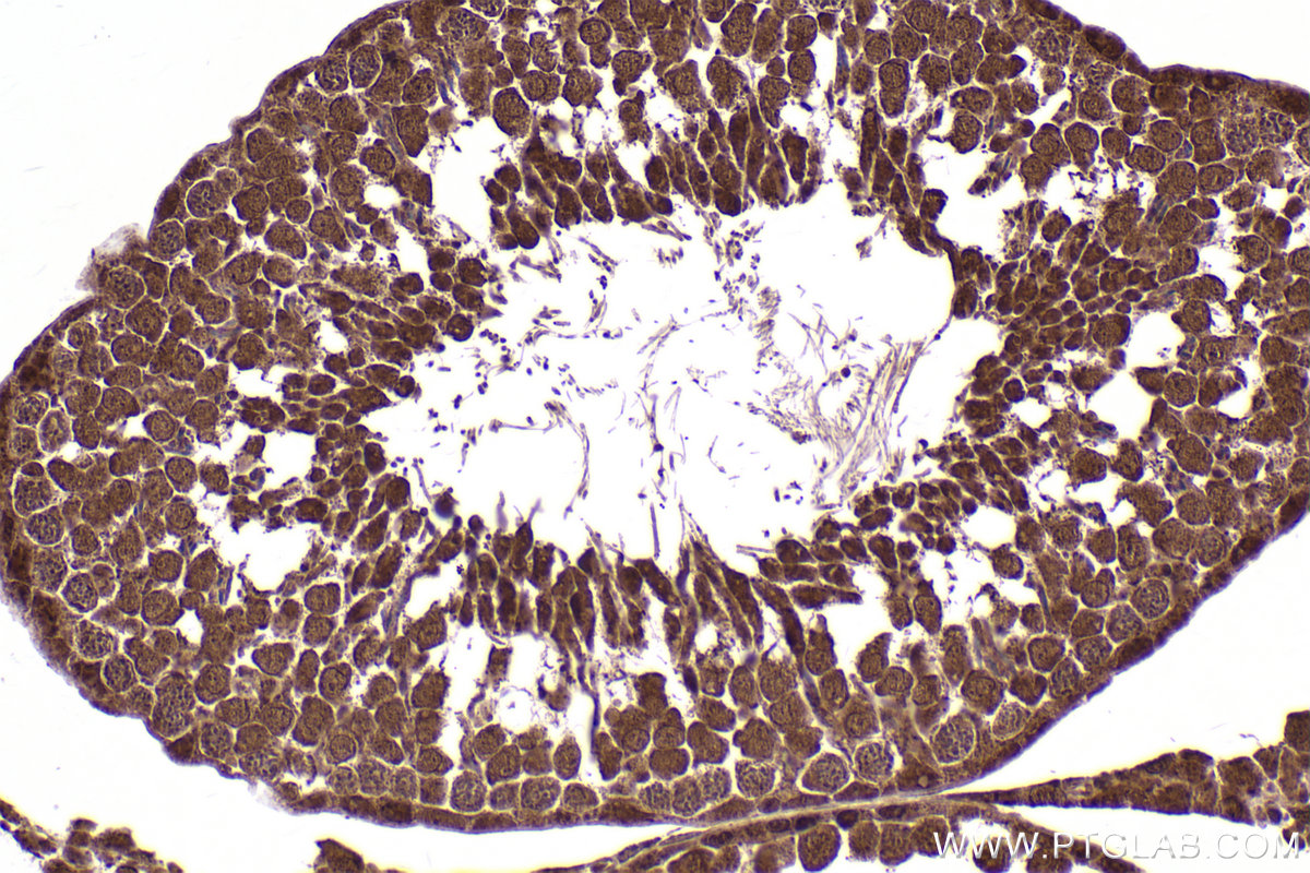 Immunohistochemical analysis of paraffin-embedded rat testis tissue slide using KHC2437 (CUL2 IHC Kit).