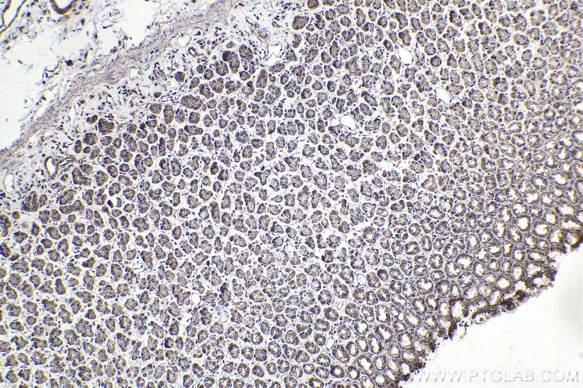 Immunohistochemical analysis of paraffin-embedded rat stomach tissue slide using KHC2187 (CALM3 IHC Kit).