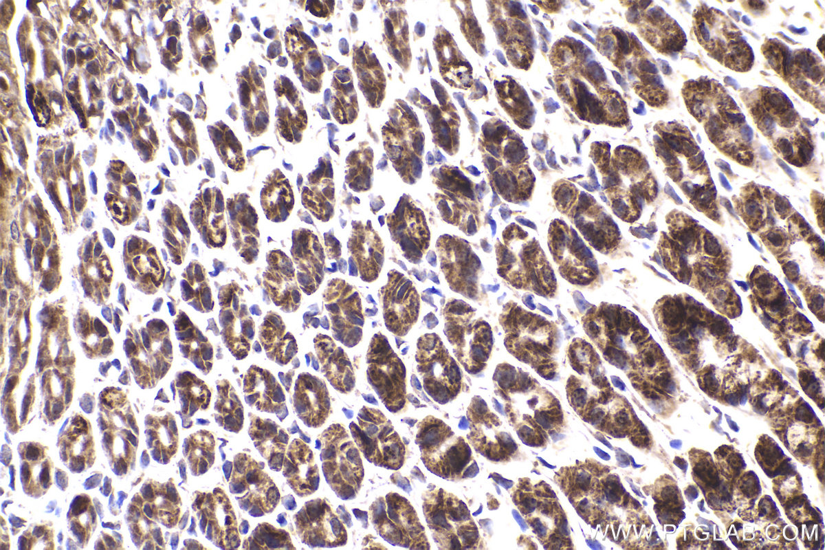 Immunohistochemical analysis of paraffin-embedded mouse stomach tissue slide using KHC2179 (DBT IHC Kit).