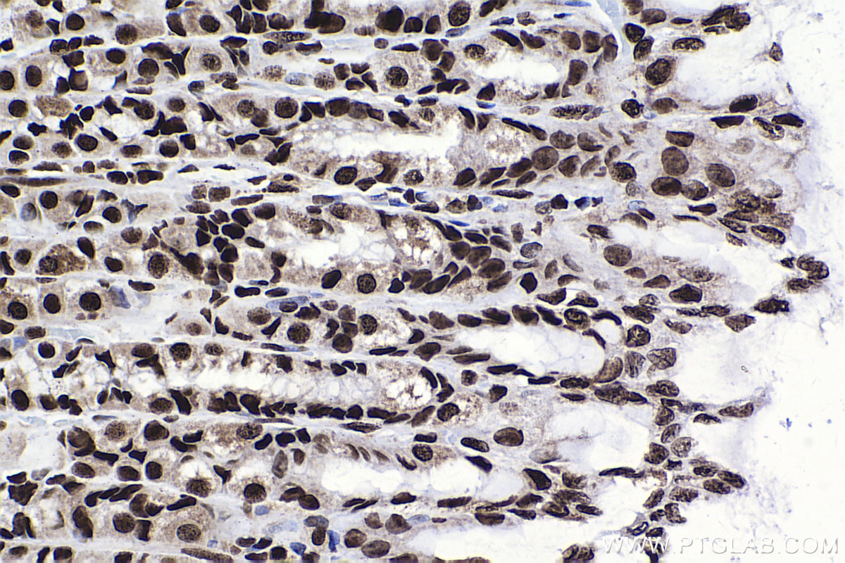 Immunohistochemical analysis of paraffin-embedded rat stomach tissue slide using KHC2248 (DEK IHC Kit).