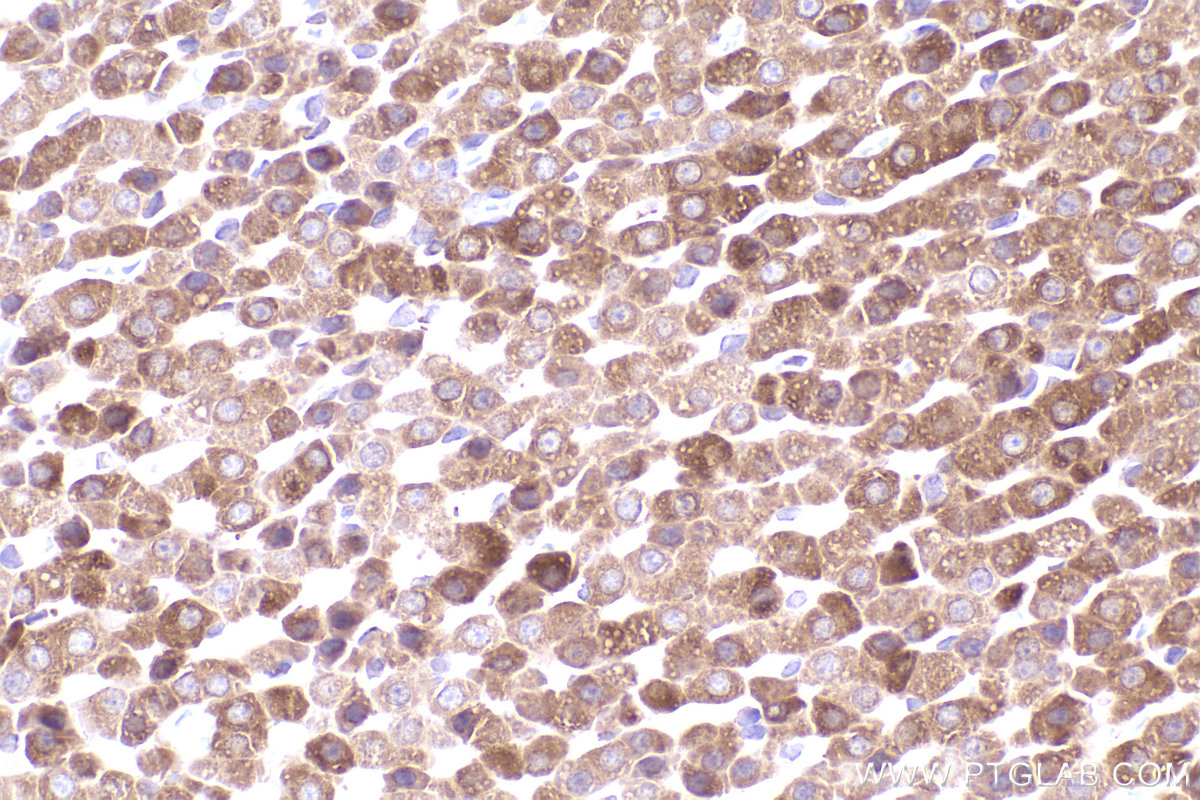 Immunohistochemical analysis of paraffin-embedded rat adrenal gland tissue slide using KHC2488 (DHCR24 IHC Kit).