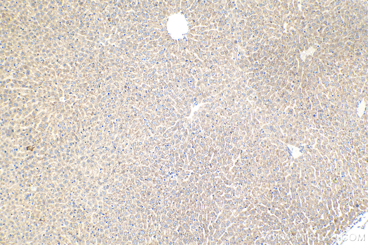 Immunohistochemical analysis of paraffin-embedded mouse liver tissue slide using KHC2140 (DHRS3 IHC Kit).