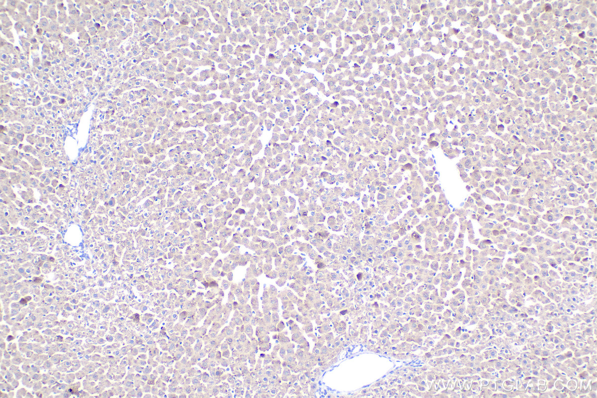 Immunohistochemical analysis of paraffin-embedded rat liver tissue slide using KHC2140 (DHRS3 IHC Kit).