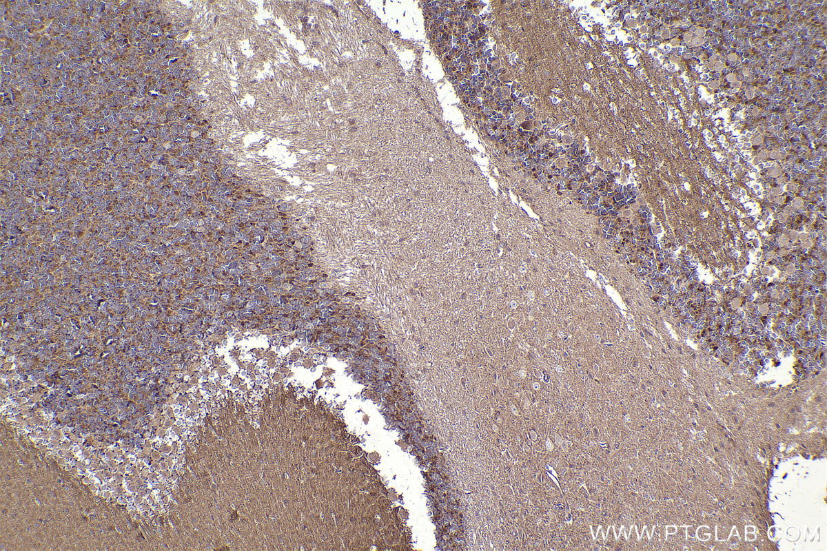 Immunohistochemical analysis of paraffin-embedded mouse cerebellum tissue slide using KHC2412 (DLG1 IHC Kit).