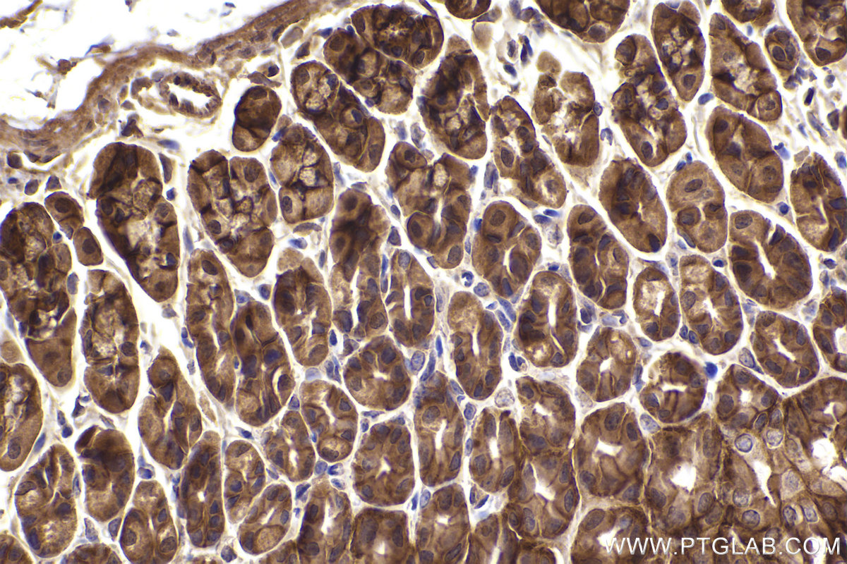 Immunohistochemical analysis of paraffin-embedded mouse stomach tissue slide using KHC2412 (DLG1 IHC Kit).