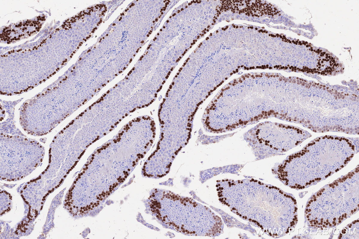 Immunohistochemical analysis of paraffin-embedded mouse testis tissue slide using KHC2514 (DMC1 IHC Kit).