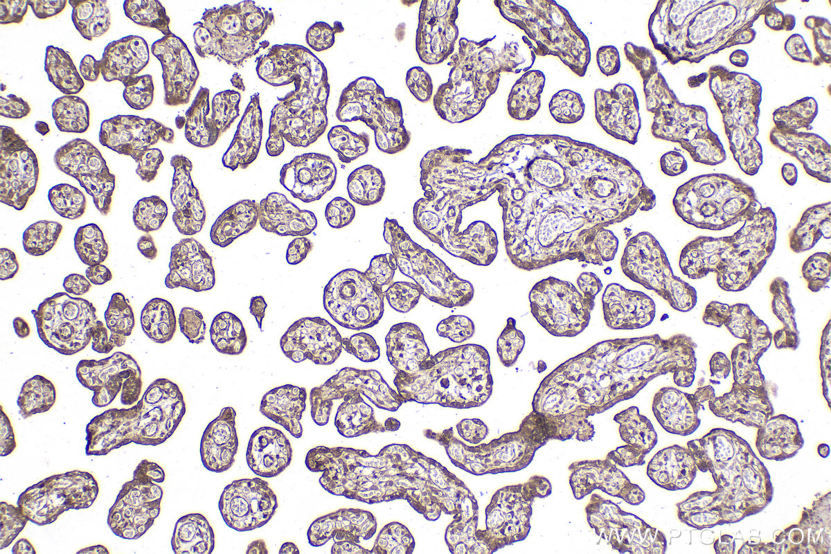 Immunohistochemical analysis of paraffin-embedded human placenta tissue slide using KHC2103 (DPM1 IHC Kit).