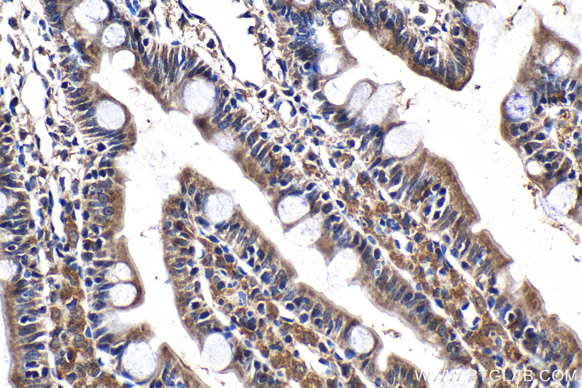 Immunohistochemical analysis of paraffin-embedded rat small intestine tissue slide using KHC2103 (DPM1 IHC Kit).