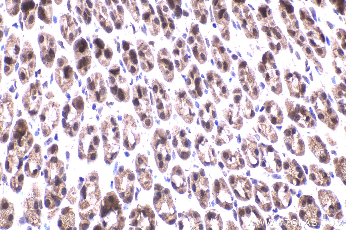 Immunohistochemical analysis of paraffin-embedded mouse stomach tissue slide using KHC2239 (DUT IHC Kit).