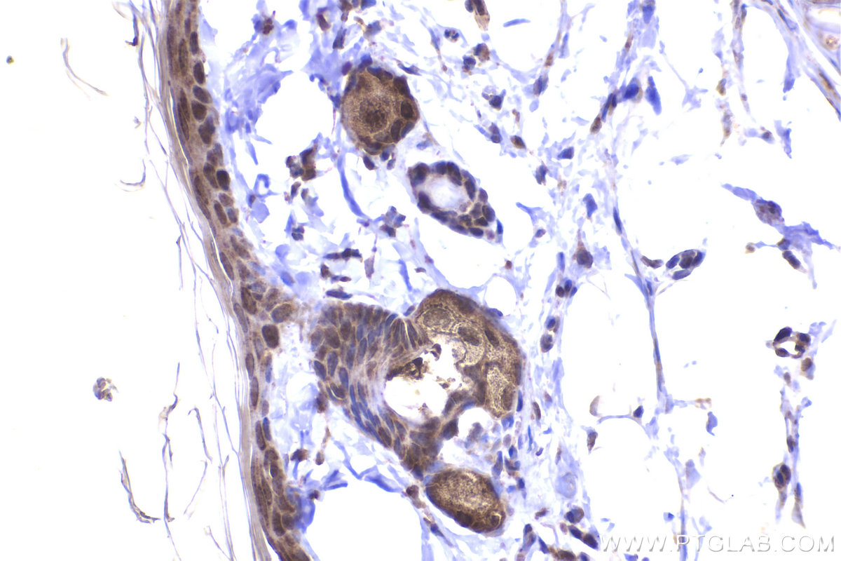 Immunohistochemical analysis of paraffin-embedded rat skin tissue slide using KHC2239 (DUT IHC Kit).