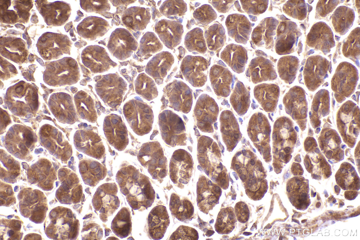 Immunohistochemical analysis of paraffin-embedded mouse stomach tissue slide using KHC2426 (DYNC1I2 IHC Kit).