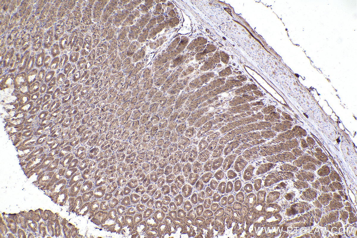 Immunohistochemical analysis of paraffin-embedded rat stomach tissue slide using KHC2426 (DYNC1I2 IHC Kit).