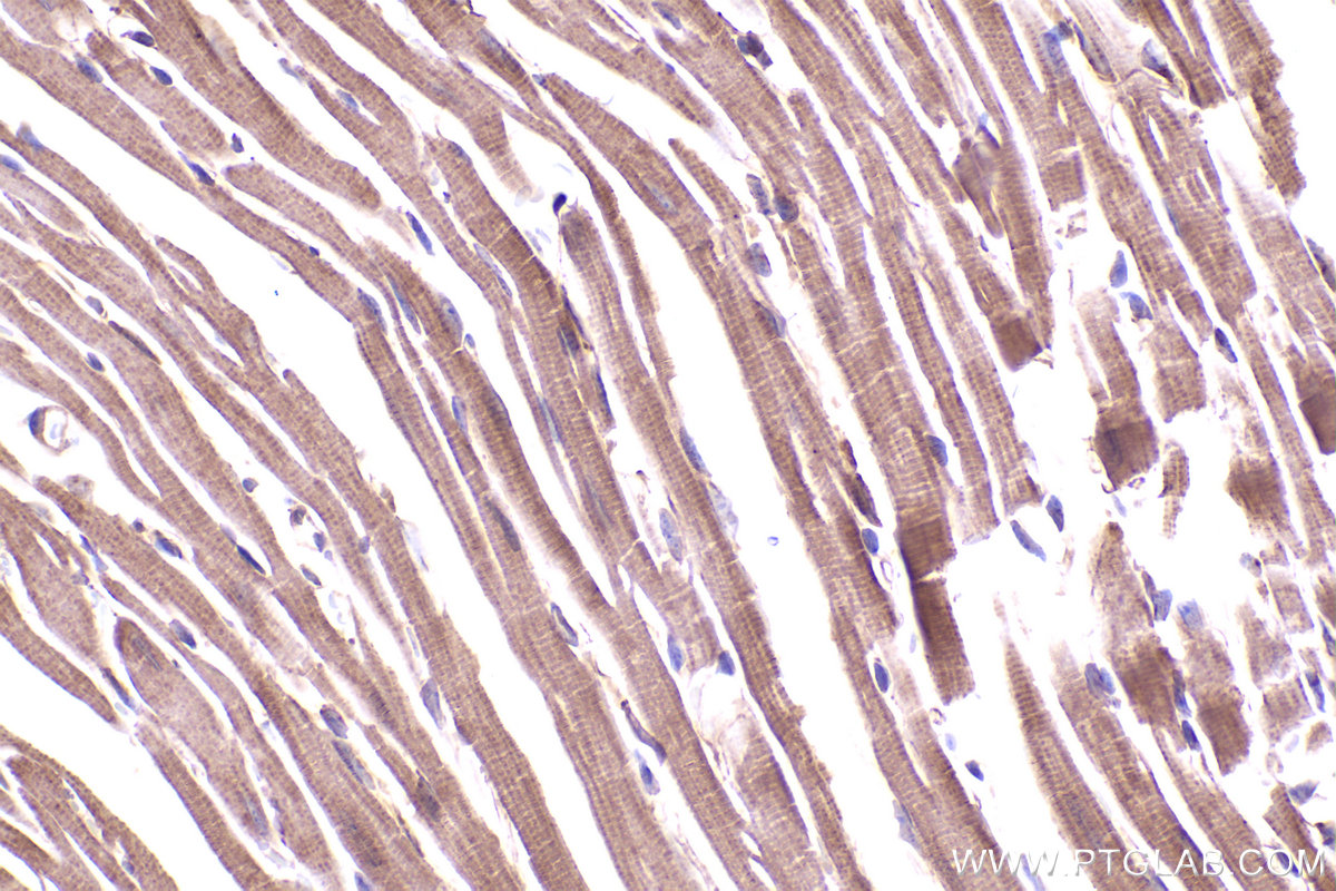 Immunohistochemical analysis of paraffin-embedded mouse heart tissue slide using KHC2359 (DYNLT1 IHC Kit).