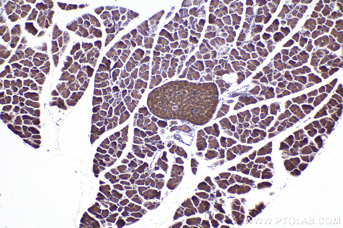 Immunohistochemical analysis of paraffin-embedded mouse pancreas tissue slide using KHC2359 (DYNLT1 IHC Kit).