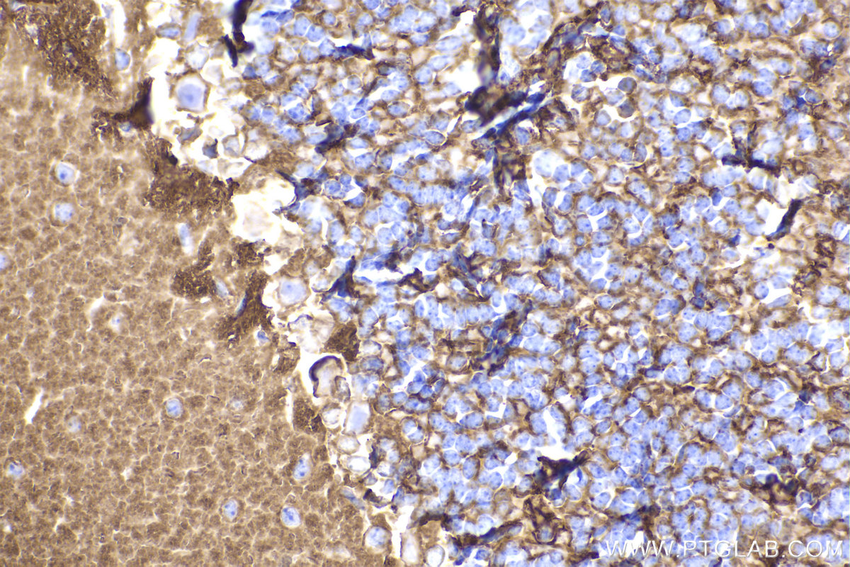 Immunohistochemical analysis of paraffin-embedded mouse cerebellum tissue slide using KHC2269 (EAAT2/SLC1A2 IHC Kit).