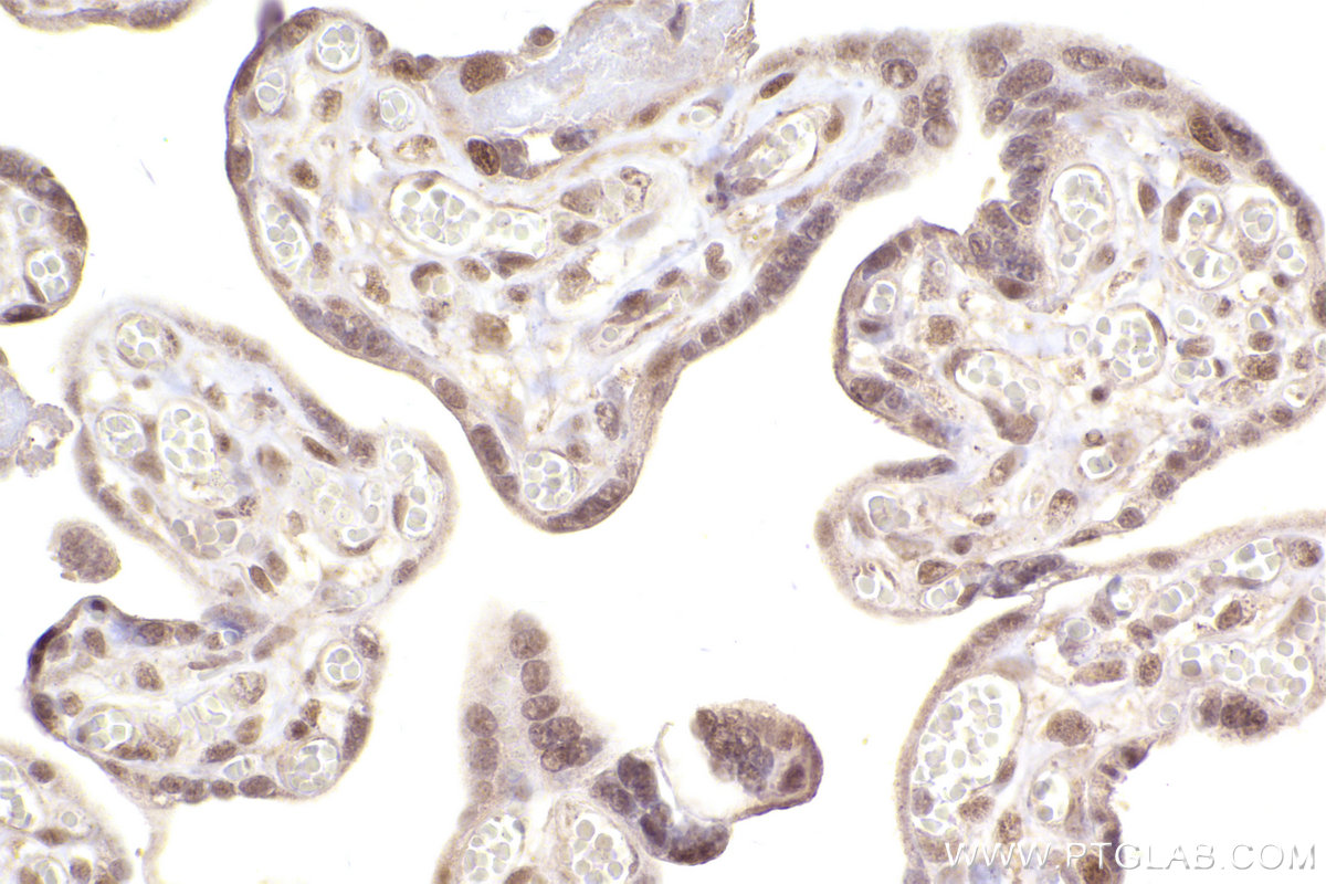 Immunohistochemical analysis of paraffin-embedded human placenta tissue slide using KHC2539 (EAPP IHC Kit).