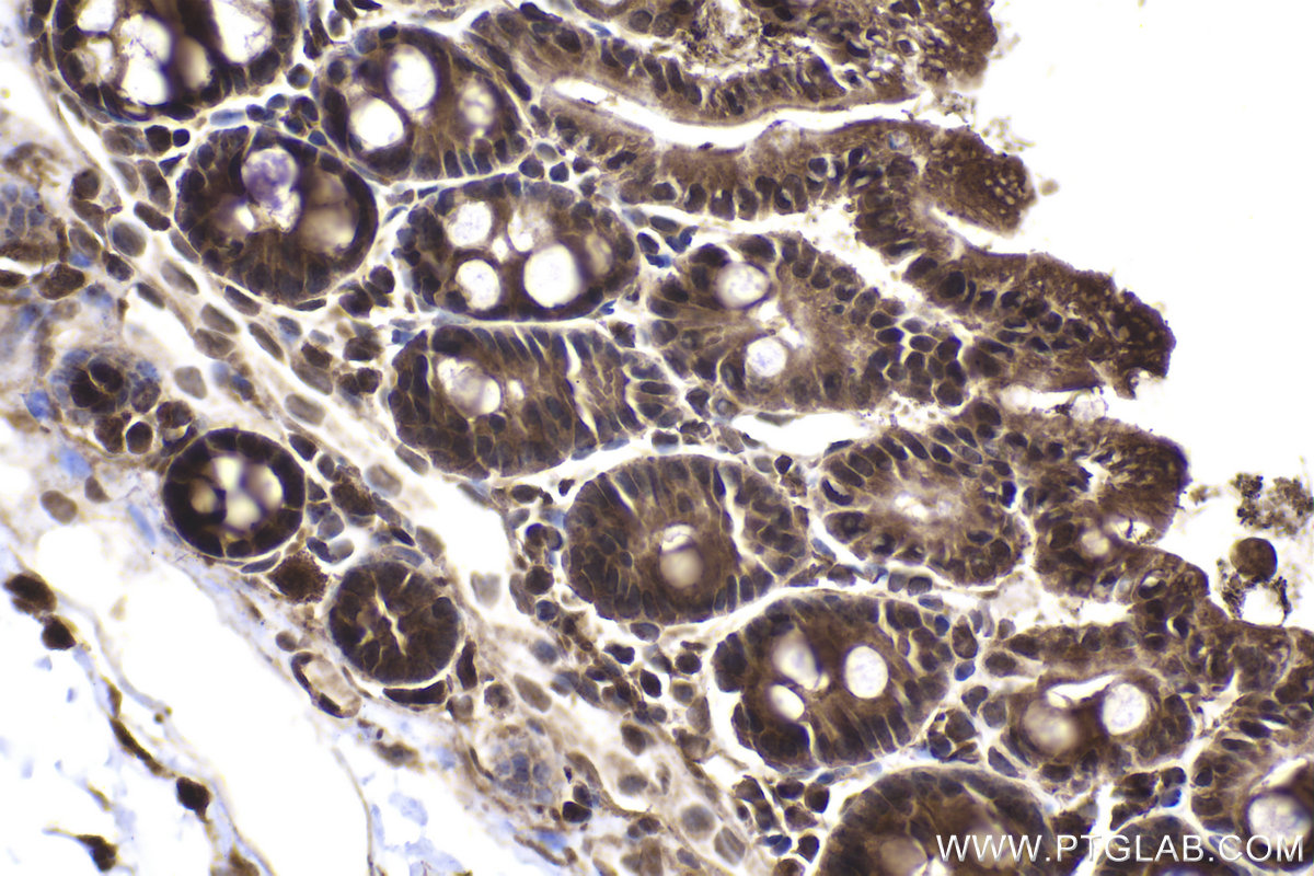 Immunohistochemical analysis of paraffin-embedded mouse small intestine tissue slide using KHC2032 (EID1 IHC Kit).