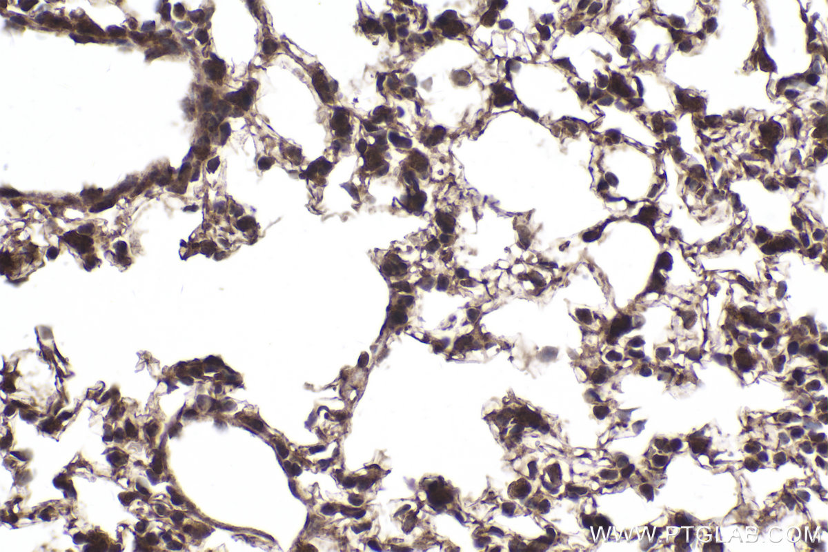 Immunohistochemical analysis of paraffin-embedded mouse lung tissue slide using KHC2032 (EID1 IHC Kit).