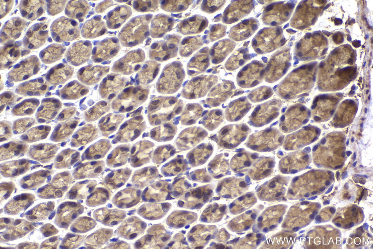 Immunohistochemical analysis of paraffin-embedded mouse stomach tissue slide using KHC2177 (EPB41 IHC Kit).