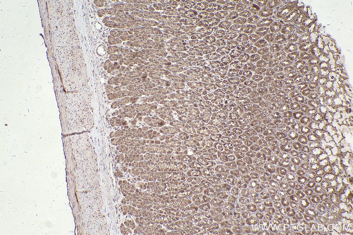 Immunohistochemical analysis of paraffin-embedded rat stomach tissue slide using KHC2411 (EPS8 IHC Kit).