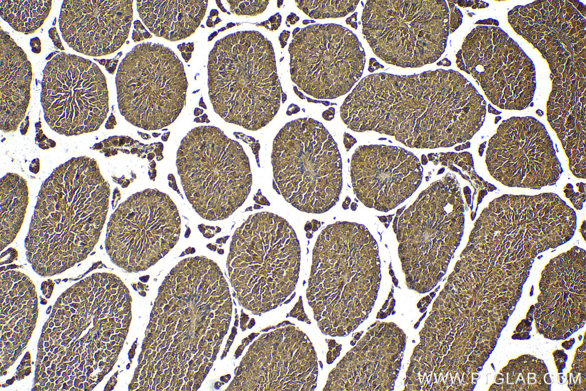 Immunohistochemical analysis of paraffin-embedded mouse testis tissue slide using KHC2117 (ERAL1 IHC Kit).