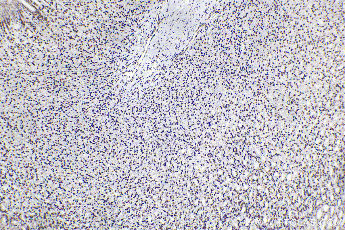 Immunohistochemical analysis of paraffin-embedded rat stomach tissue slide using KHC2373 (ERH IHC Kit).