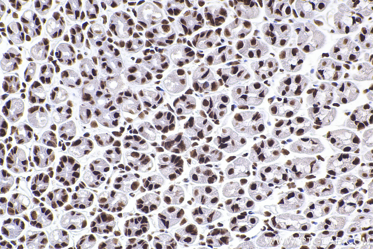 Immunohistochemical analysis of paraffin-embedded mouse stomach tissue slide using KHC2373 (ERH IHC Kit).